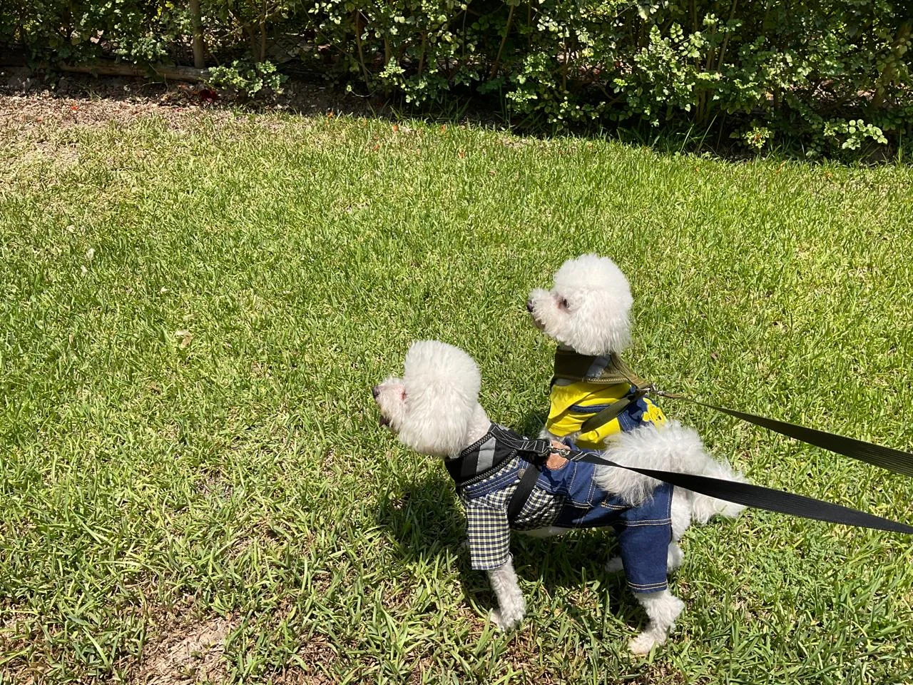 Dos mascotas pequeñas disfrutando las áreas verdes